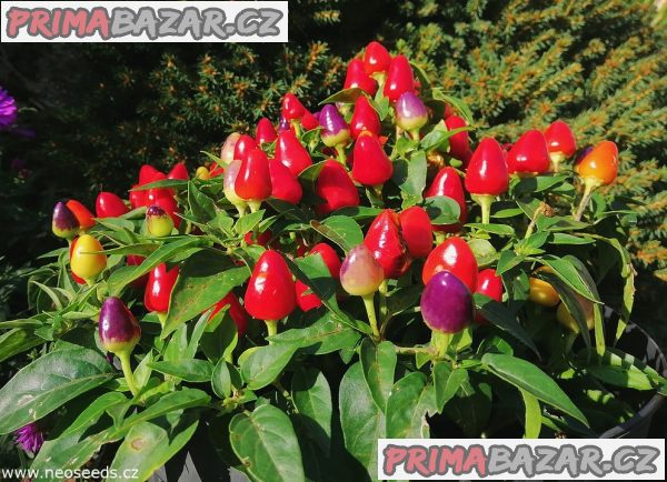 Chilli Tennessee Tear Drop - semena