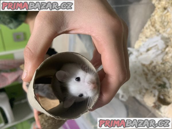Křečík Roborovského – fotografie 6
