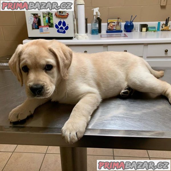 milující labrador připravený k adopci. – fotografie 3