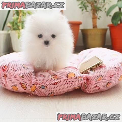 milující pomeranian připravený k adopci. – fotografie 3