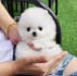 milující pomeranian připravený k adopci.