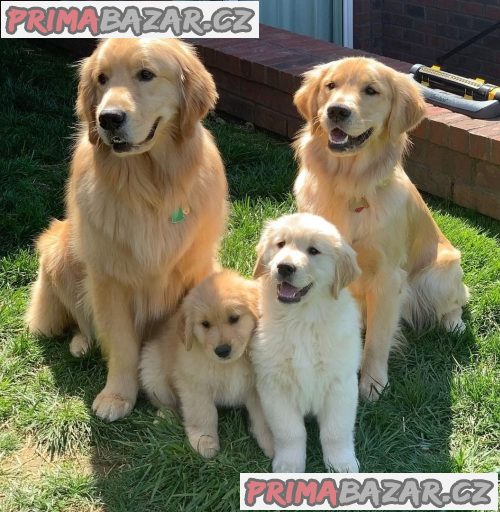 Krásná štěňata zlatého retrívra na prodej. – fotografie 2