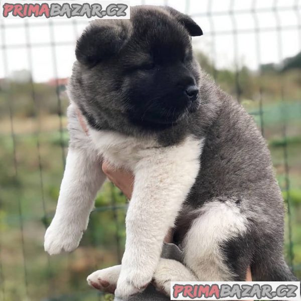 AKC reg pes a fenka Akita štěňata na prodej. – fotografie 1