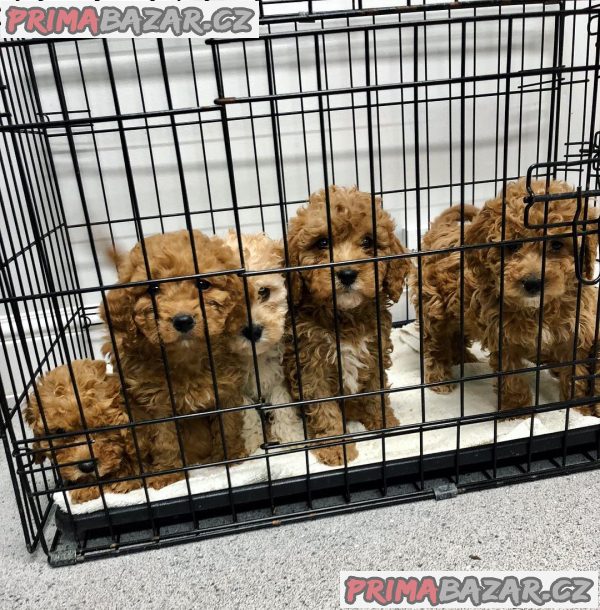 milující cavapoochon připravený k adopci. – fotografie 1