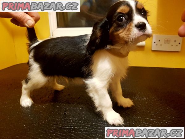 Prodám štěňata kavalír King Charles Spaniel. – fotografie 1