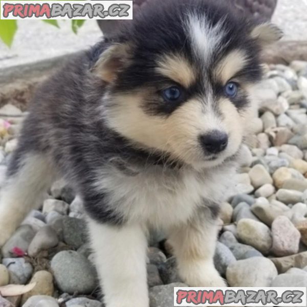 Prodám roztomilá štěňata Pomsky. – fotografie 2
