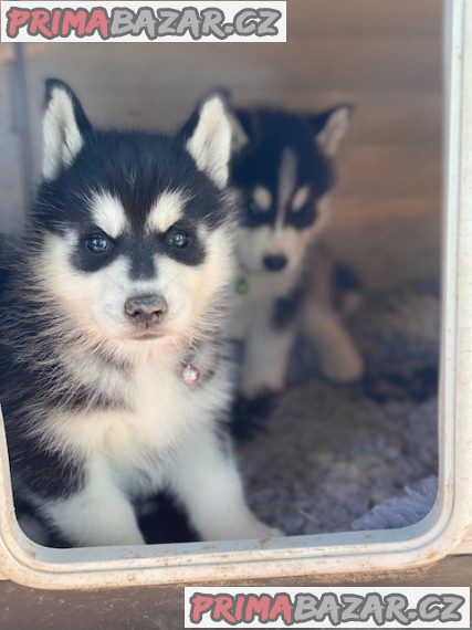 Prodám roztomilá štěňata Pomsky. – fotografie 3