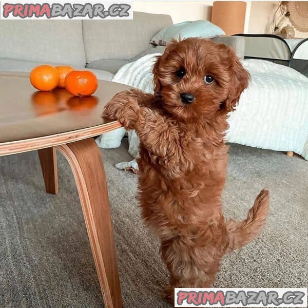 milující Cockapoo připravený k adopci. – fotografie 1
