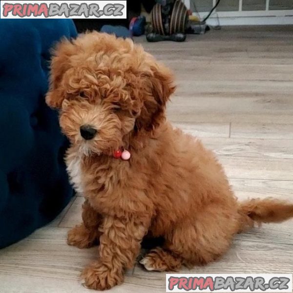 milující Cockapoo připravený k adopci. – fotografie 3