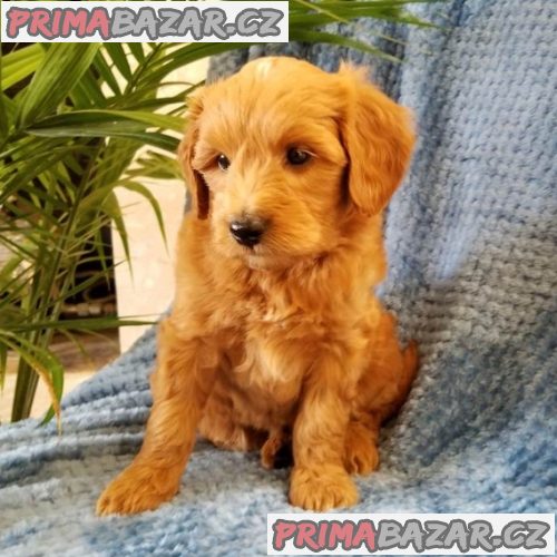 krásné cavapoo připravené k adopci. – fotografie 1