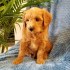 krásné cavapoo připravené k adopci.