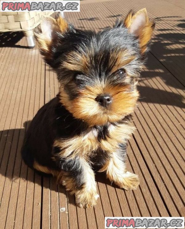 milující Yorkie teriér připravený k adopci. – fotografie 2