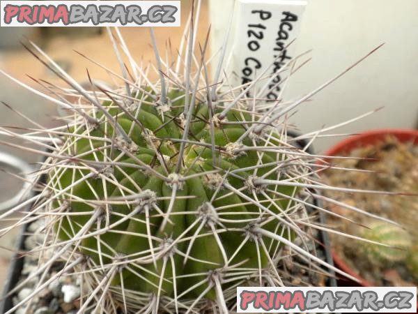 Kaktus Acanthocalycium klimpelianum P 120