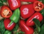 Paprika mini Rela