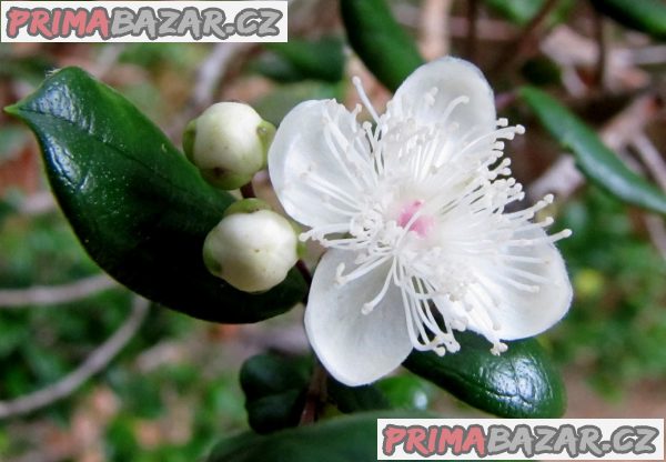 Luma apiculata – fotografie 2