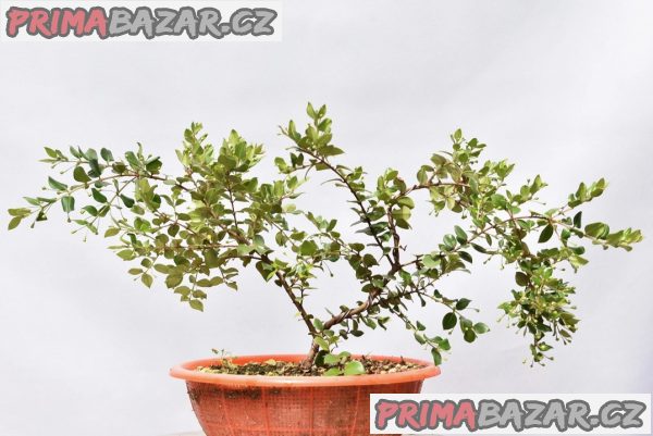 Luma apiculata – fotografie 3