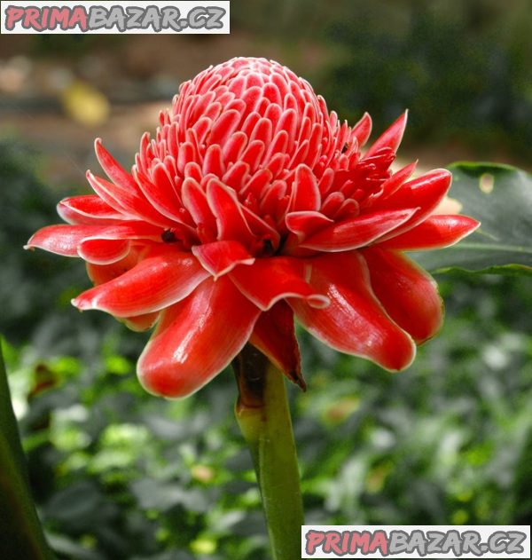 Etlingera elatior Red – zázvor okrasný červený – fotografie 1