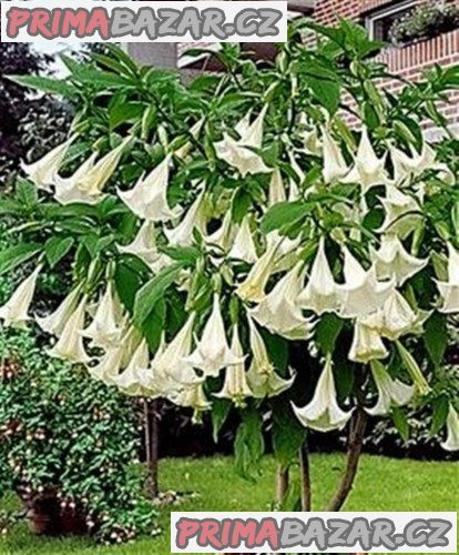 řízek Brugmansia Arborea - Andělská trumpeta – fotografie 1