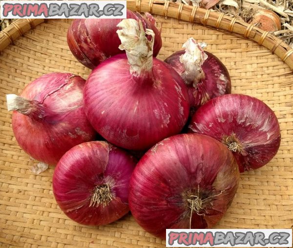 Cibule Rossa di Toscana – fotografie 1