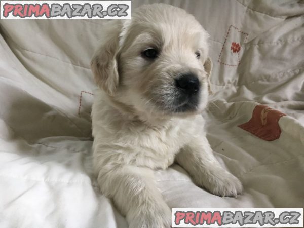 Kc a rodokmen registrovaní zlatí retrívři   WHATSAPP +32466255617 – fotografie 2