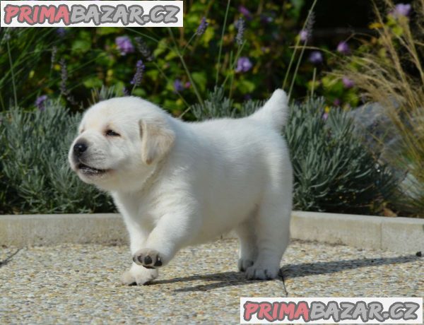 čistokrevný Labradorský retrívr - štěňata FCI – fotografie 1