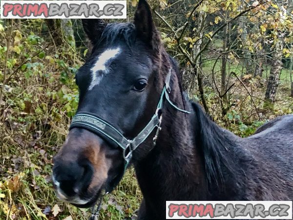 OH s PP – fotografie 2