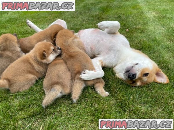 Shiba-Inu  na prodej  s PP
