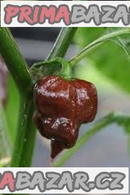 Chilli Trinidad Scorpion Chocolate