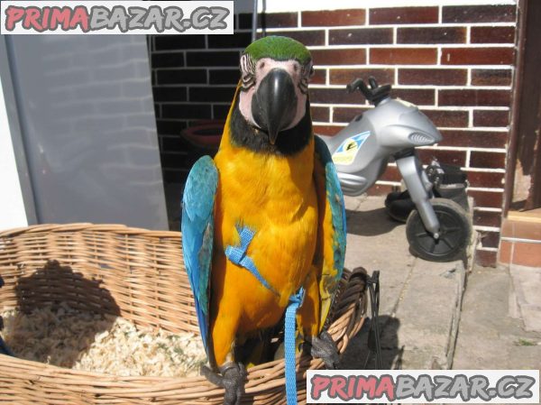 Prodám – fotografie 1