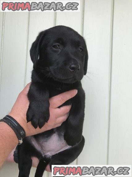 Nádherná štěňátka labradorů – fotografie 1
