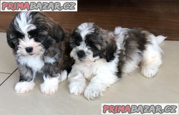 Štěňata Shih Tzu připravena – fotografie 2