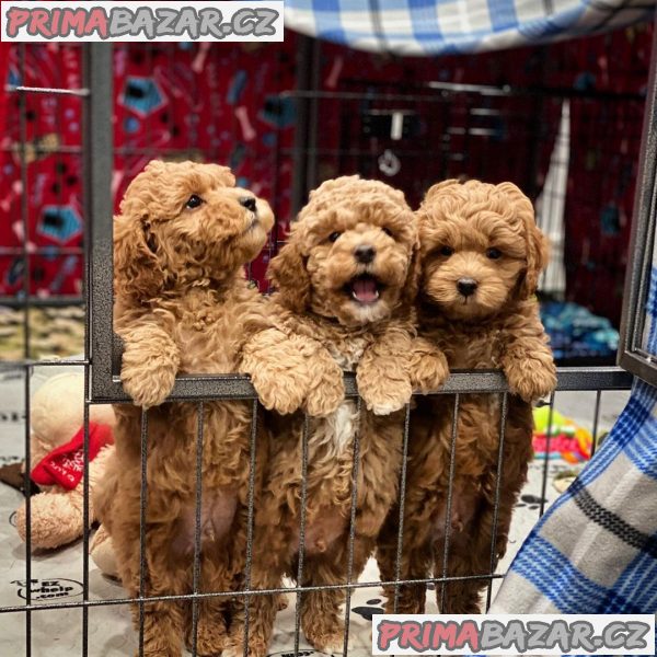 Krásná štěňata Maltipoo – fotografie 1