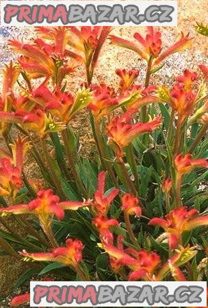 Anigozanthos Humilis - Klokaní tlapky