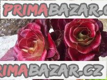 Čekanka Rosa di treviso