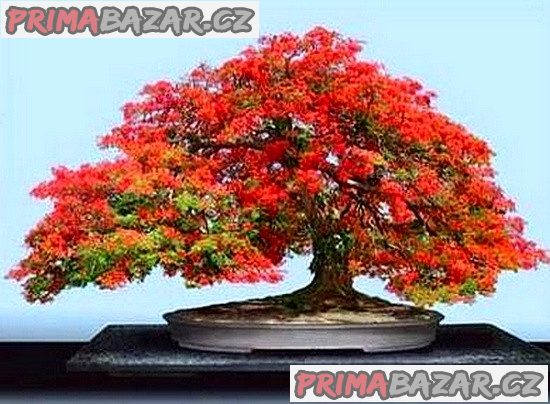 Delonix Regia - Ohňový strom