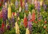 Lupinus polyphyllus - Vlčí bob mix barev