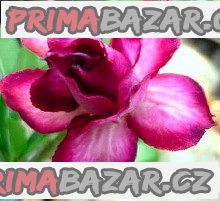 Adenium Obesum Double violet