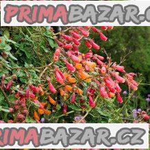 Eccremocarpus Scaber Mix barev