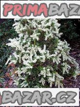 Pieris Japonica