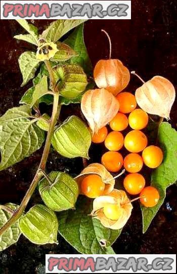 Physalis Peruviana - Mochyně peruánská