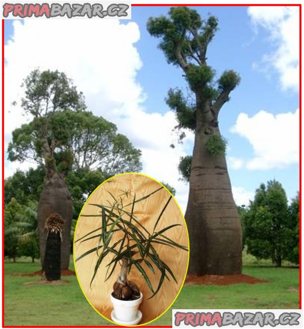 Brachychiton rupestris