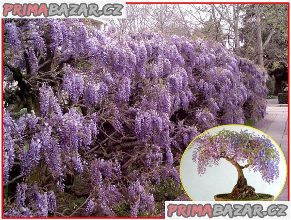 Wisteria Sinensis