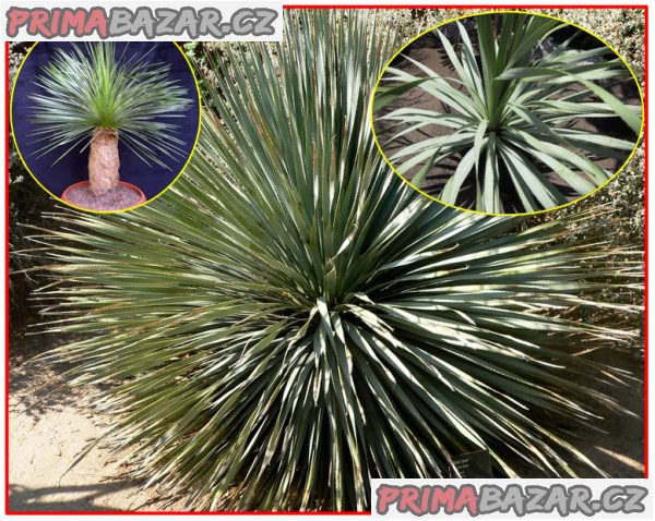 Dasylirion wheeleri