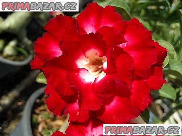 ADENIUM OBESUM AEKSIAM