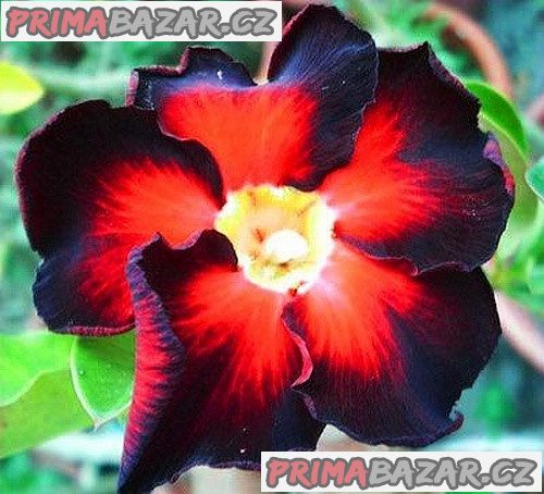 ADENIUM OBESUM BLACK FIRE