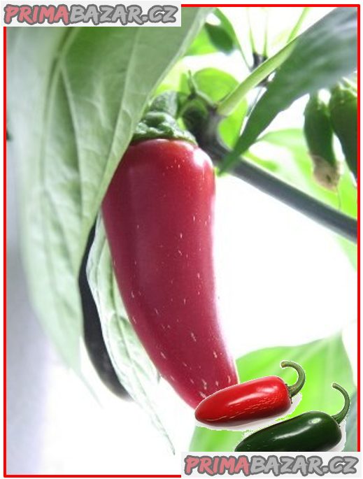 Chilli Jalapeňo Mild
