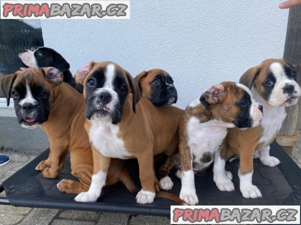 Zadat boxer štěňátka