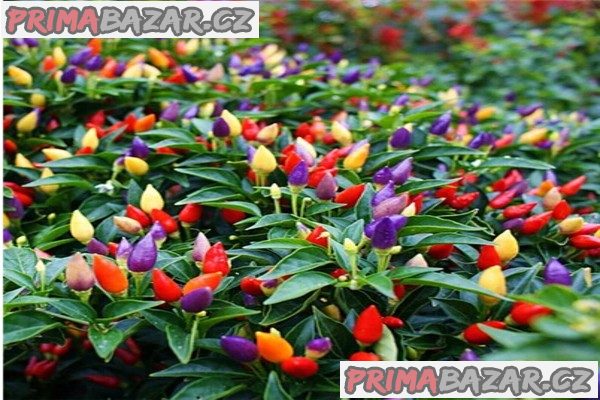 Chilli Chinese Five Color