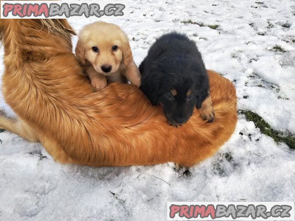Hovawart - prodej štěňátek s PP – fotografie 6