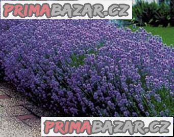 Levandule - Lavandula angustifolia
